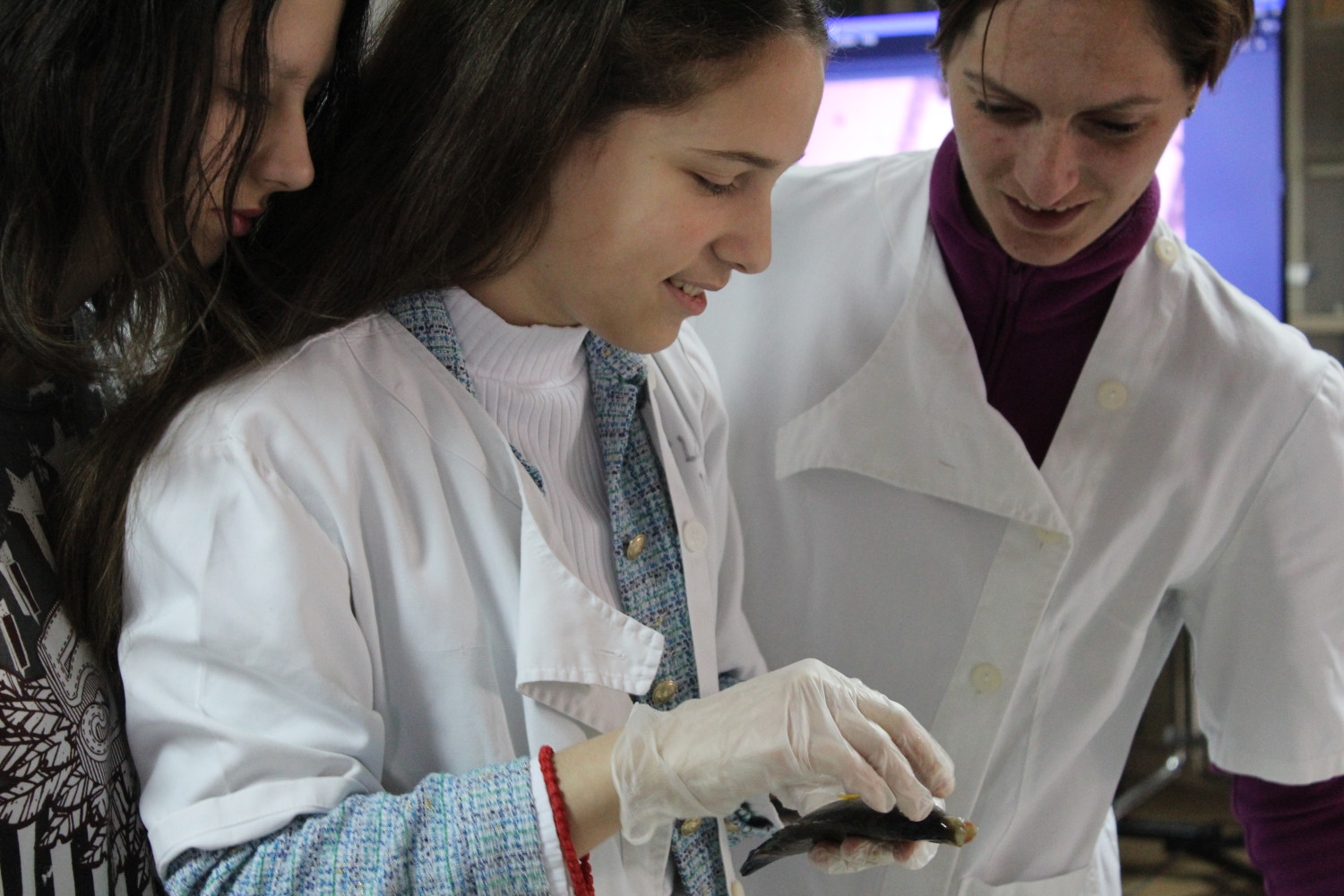 Univerzitet Crne Gore