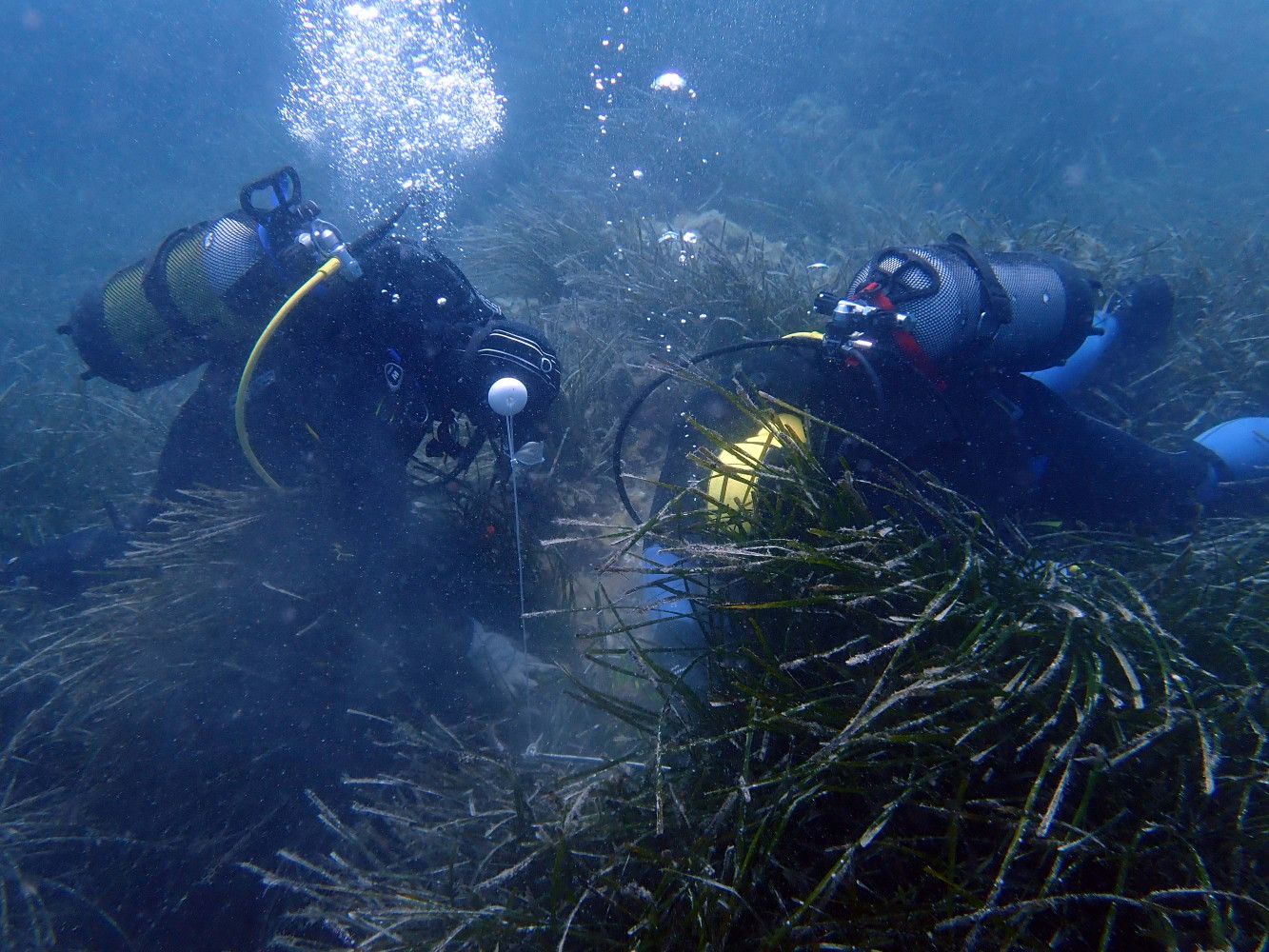 Univerzitet Crne Gore