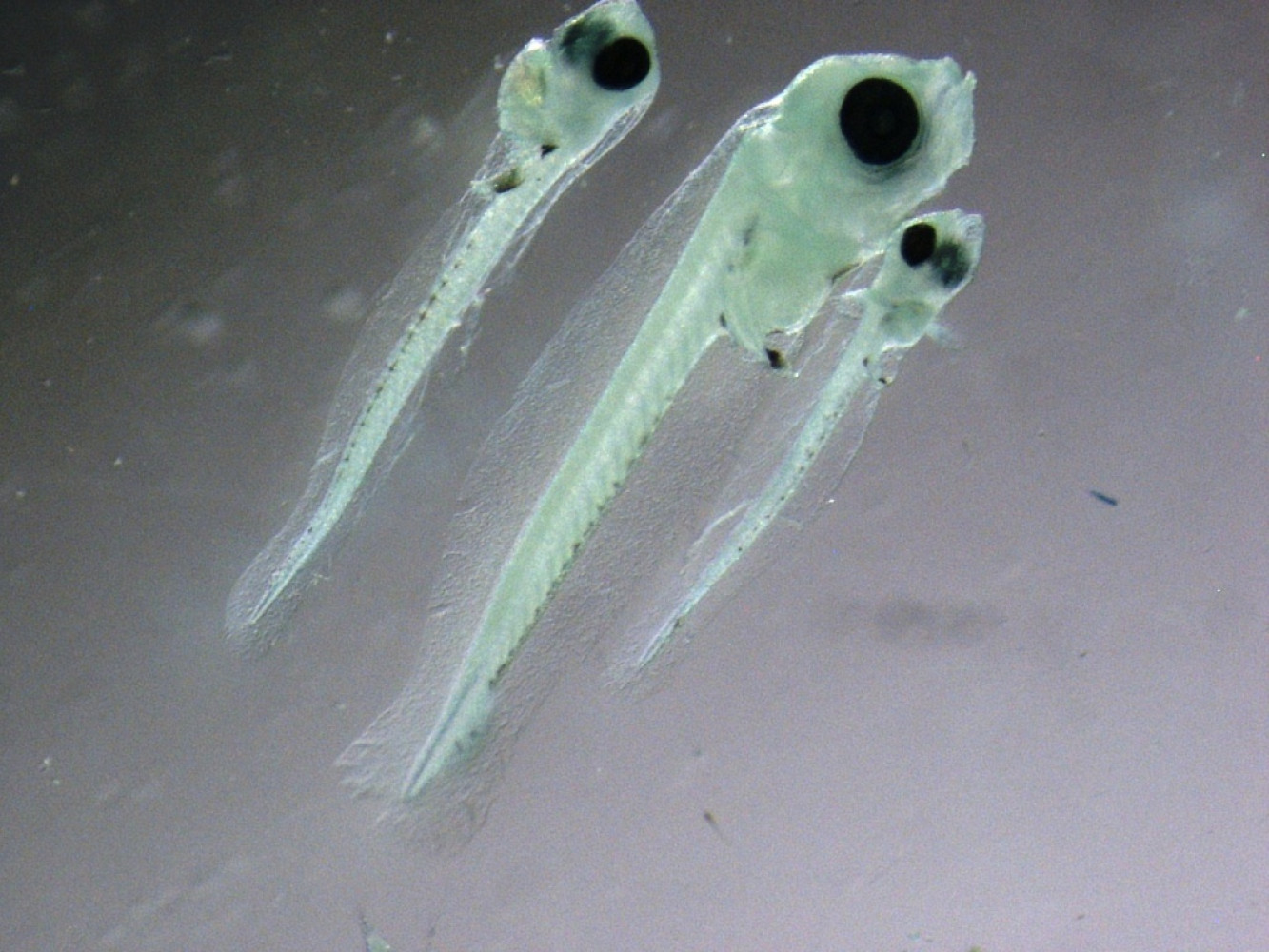 Univerzitet Crne Gore