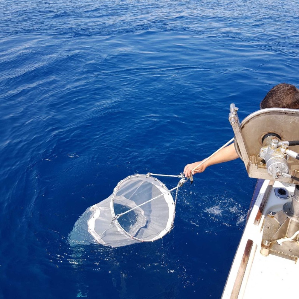 Univerzitet Crne Gore