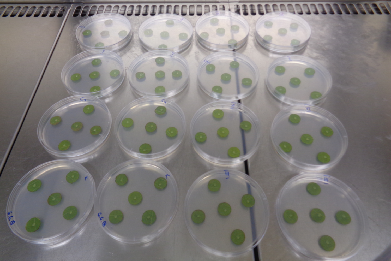 Univerzitet Crne Gore