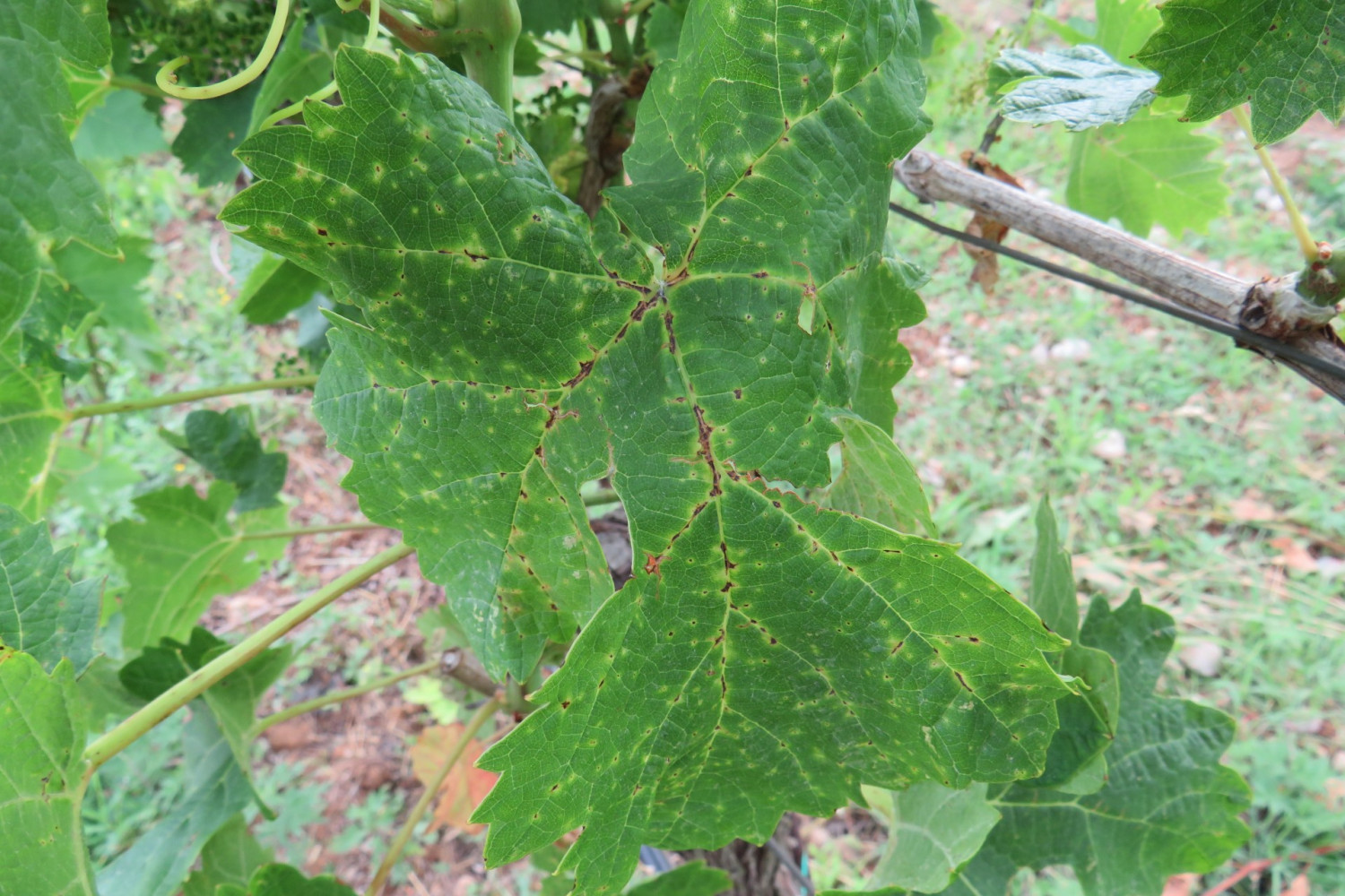 Univerzitet Crne Gore