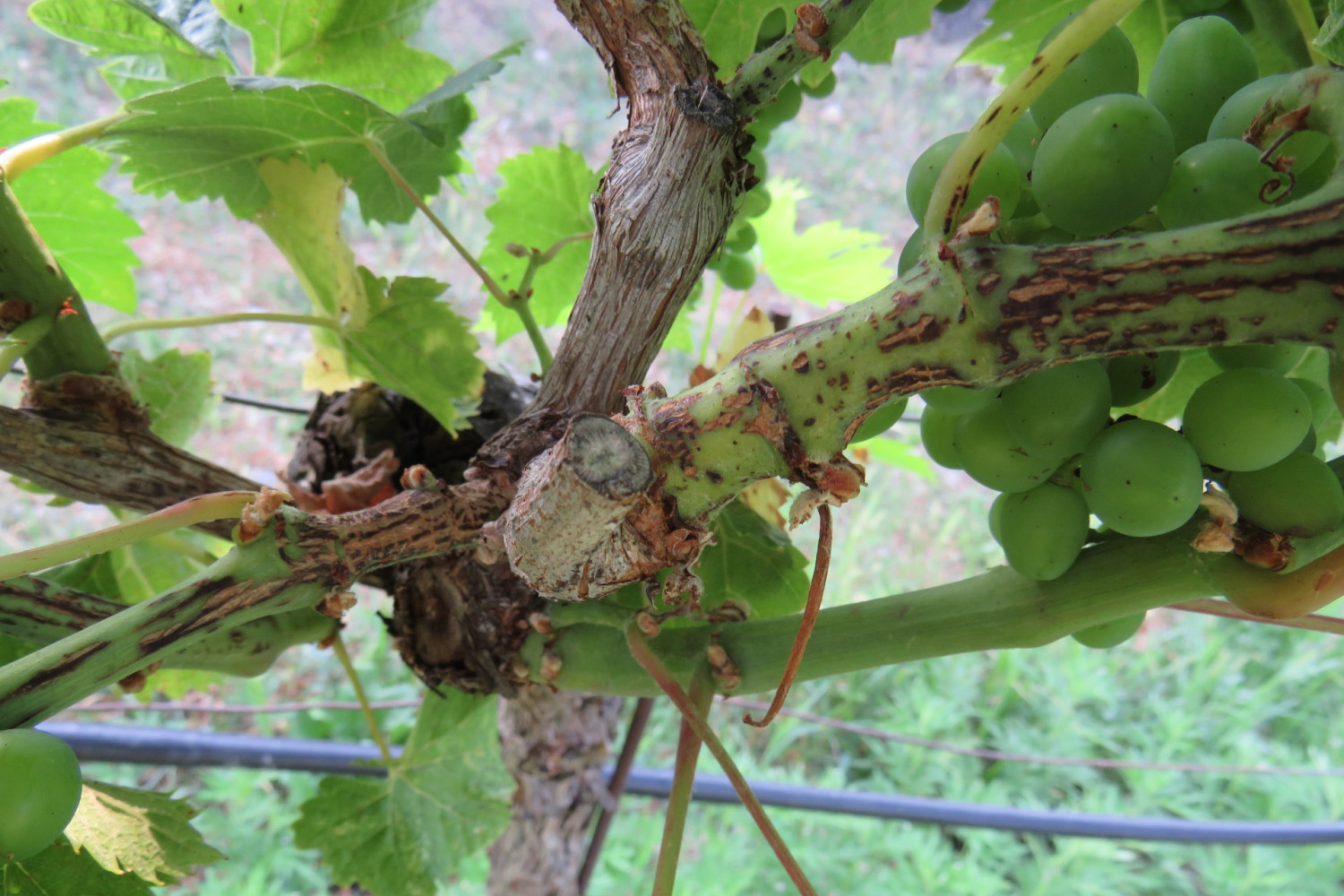 Univerzitet Crne Gore