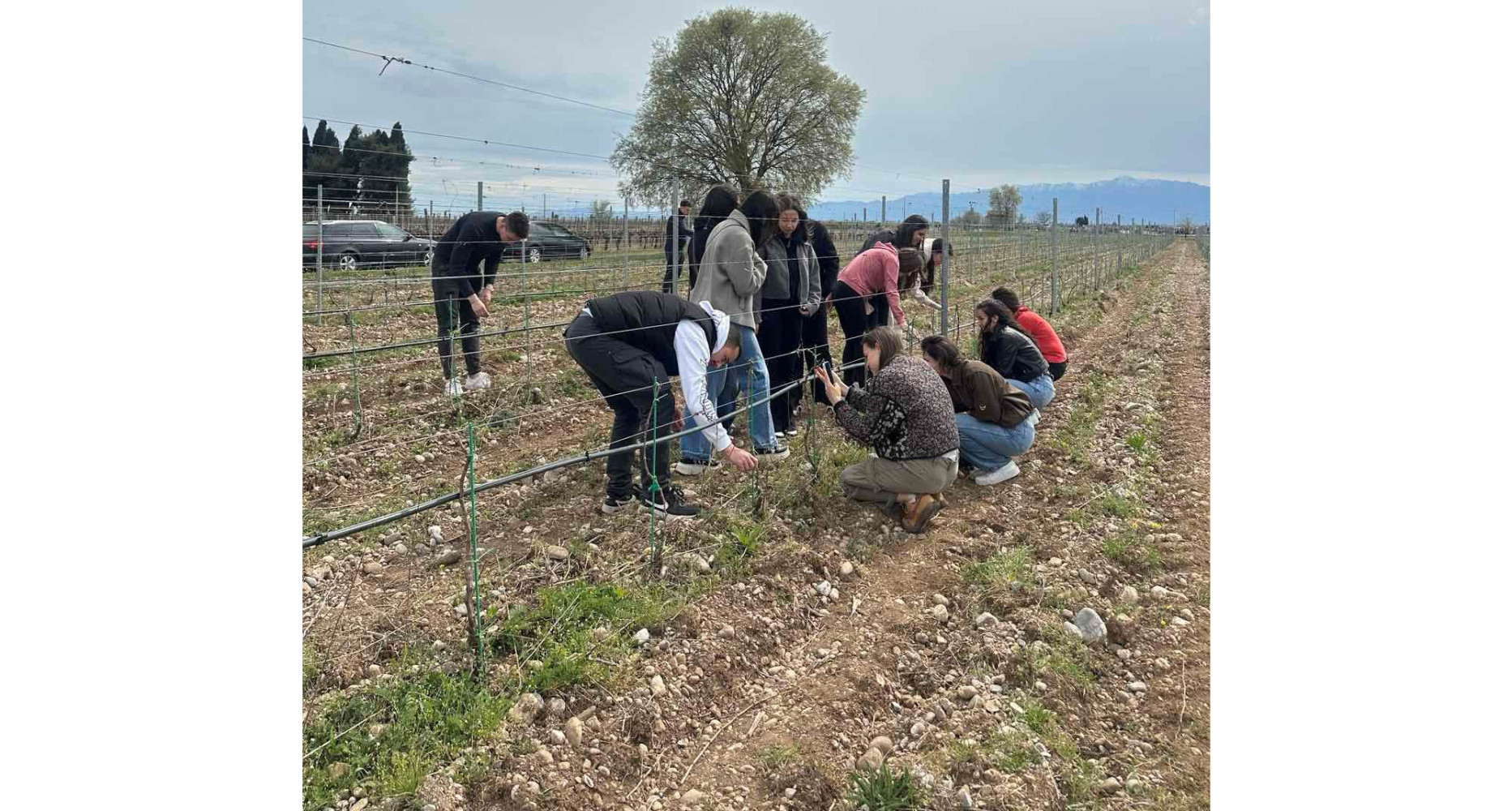 Univerzitet Crne Gore