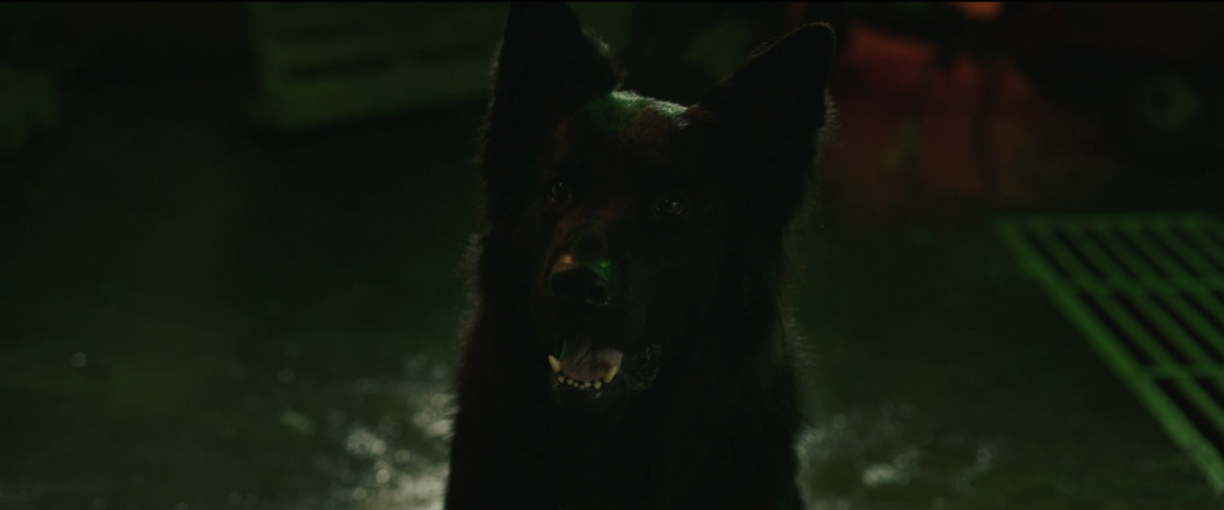 Univerzitet Crne Gore