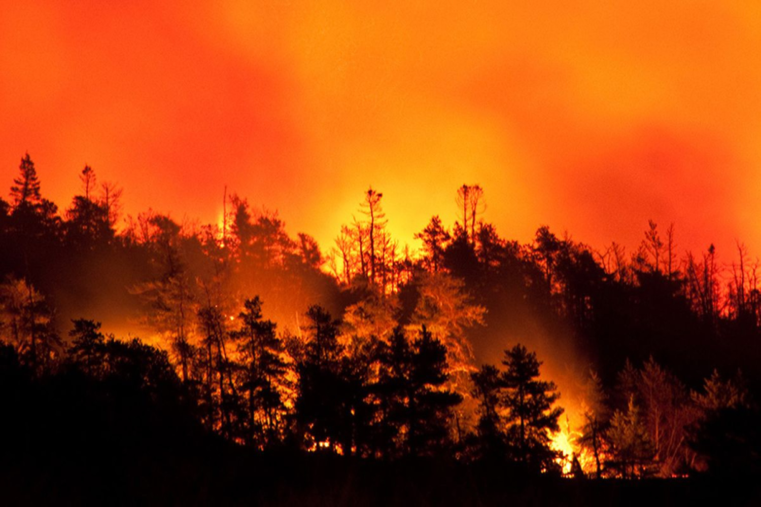 Univerzitet Crne Gore