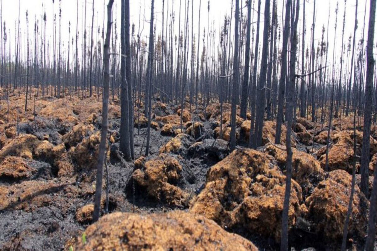 Univerzitet Crne Gore