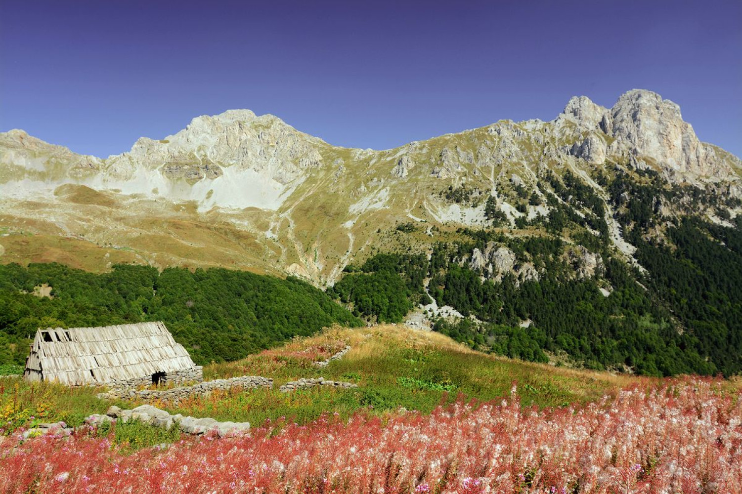 Univerzitet Crne Gore