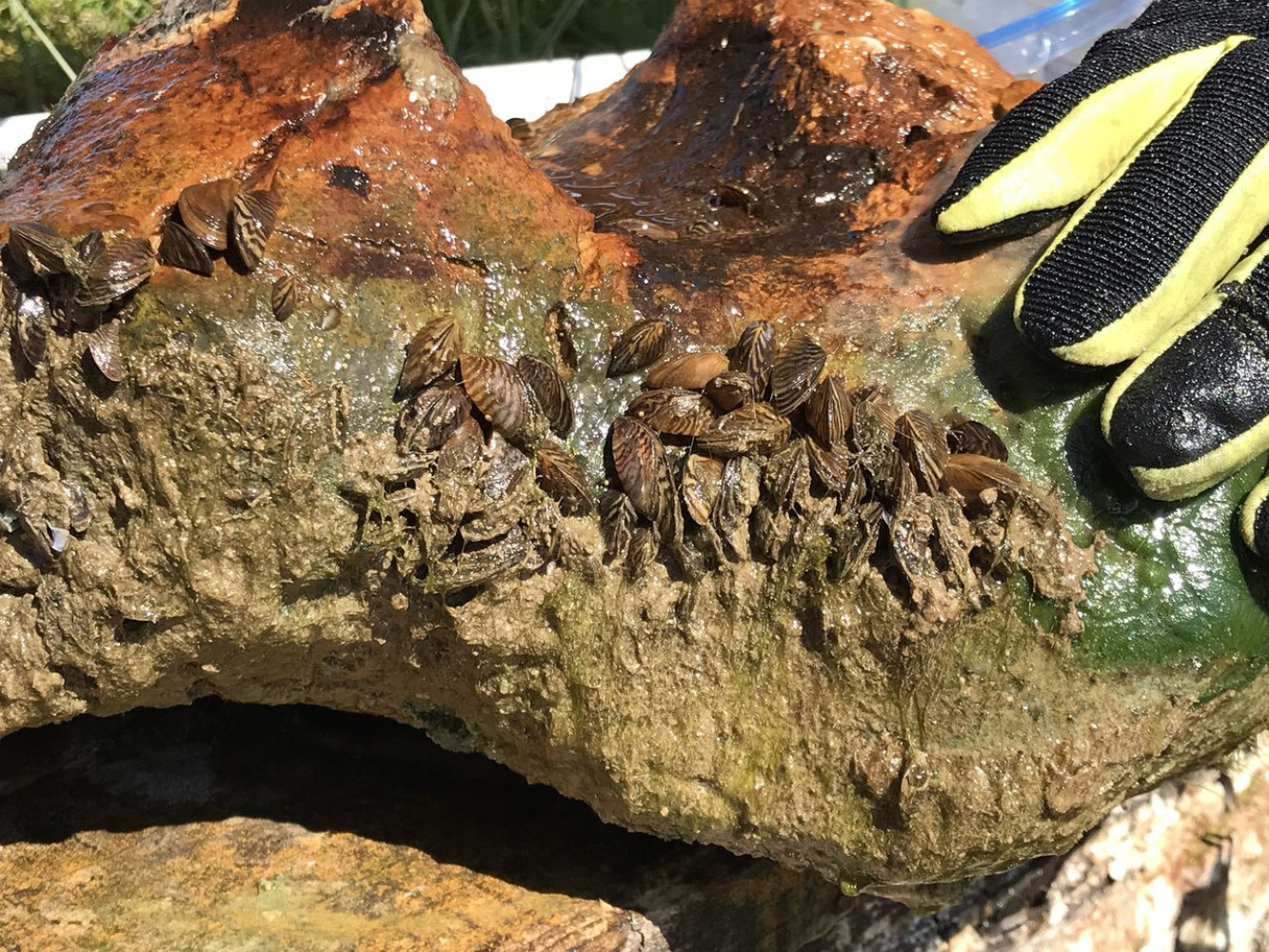 Univerzitet Crne Gore