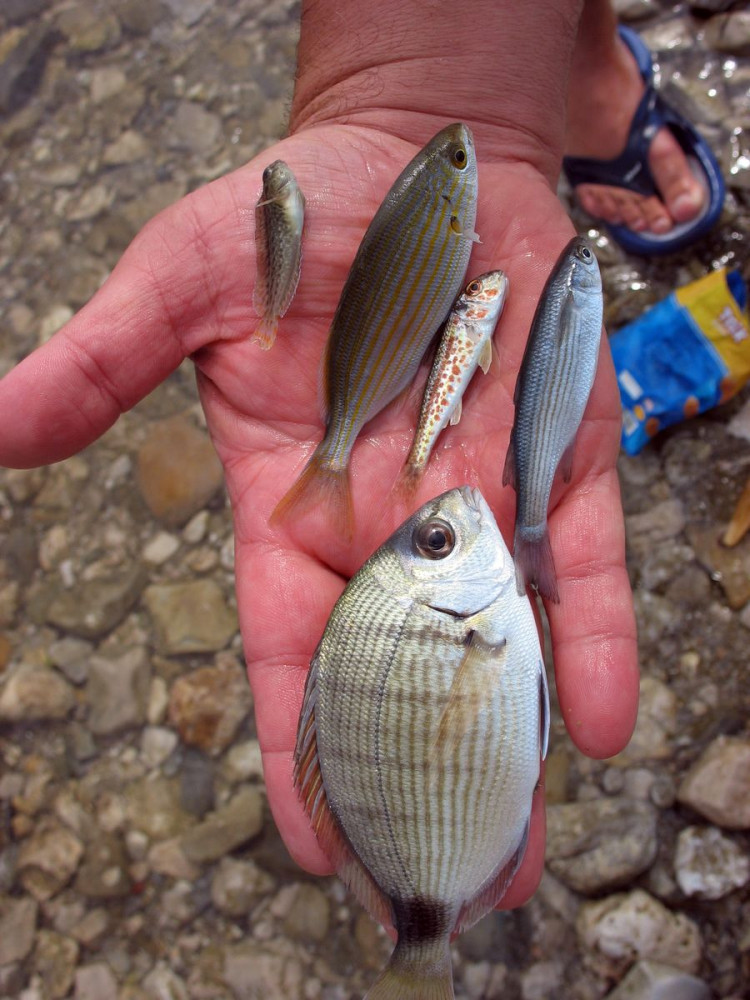 Univerzitet Crne Gore