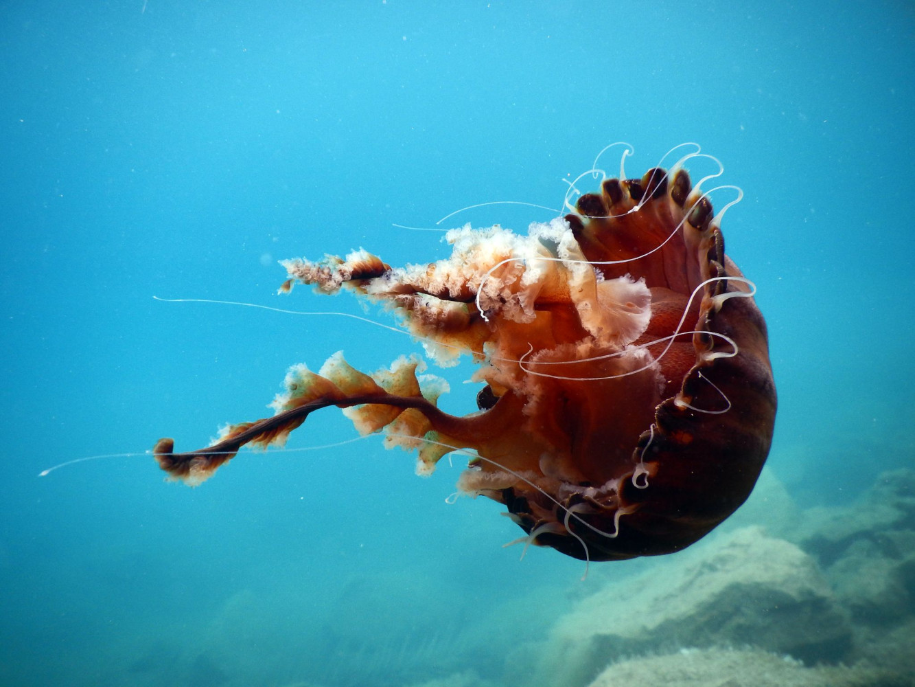 Univerzitet Crne Gore