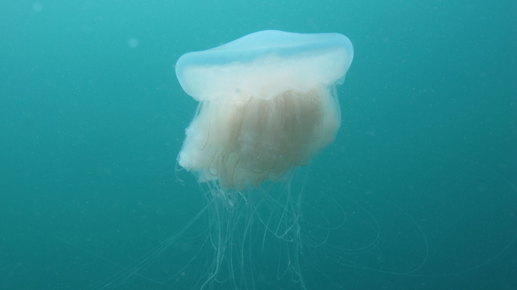 Univerzitet Crne Gore