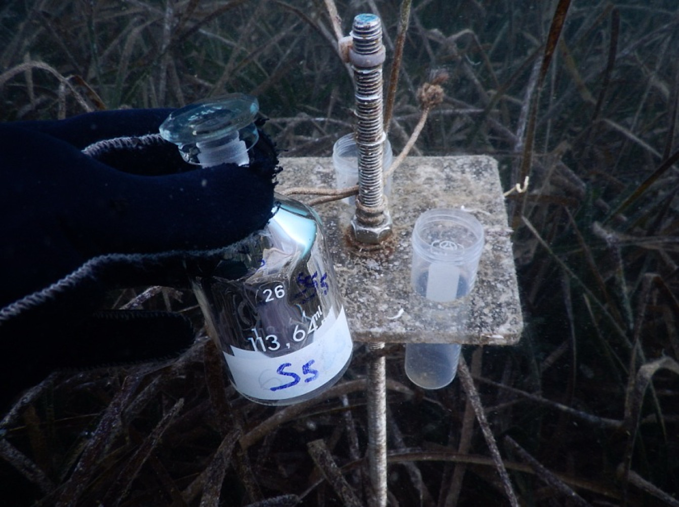 Univerzitet Crne Gore