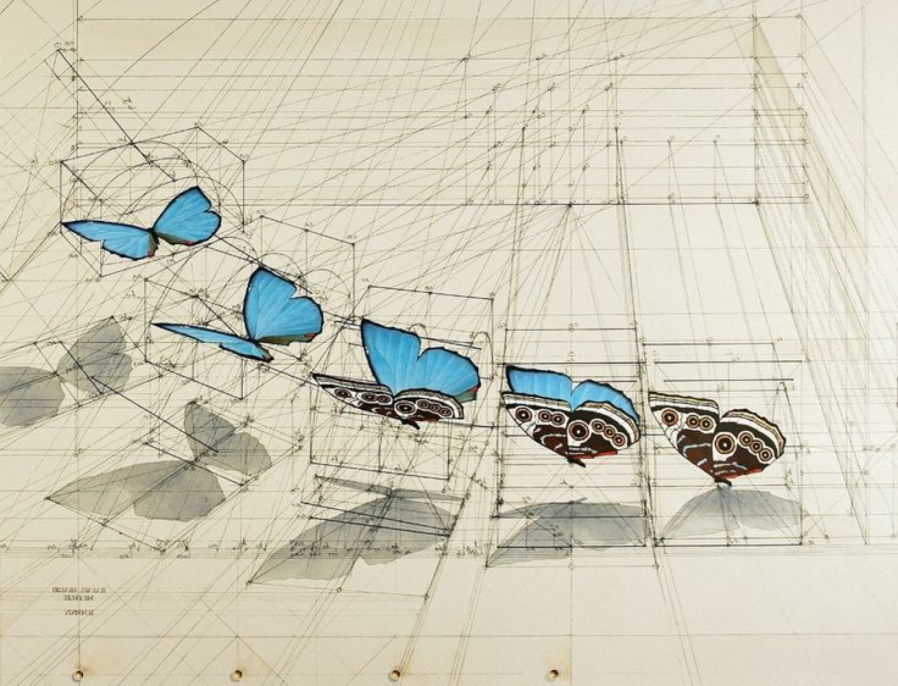 Univerzitet Crne Gore