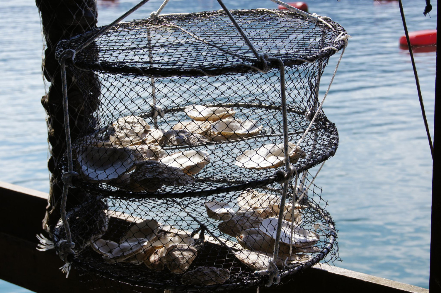 Oyster farming in the Bokakotorska Bay