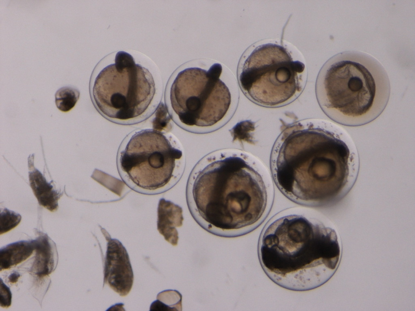 Fish eggs view under a microscope