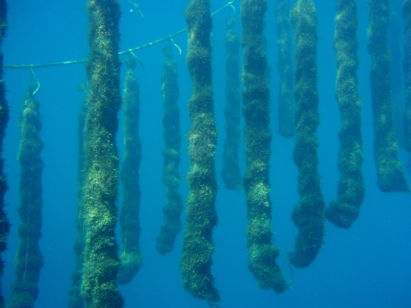 Mussel pergolas in the Bokakotorska Bay