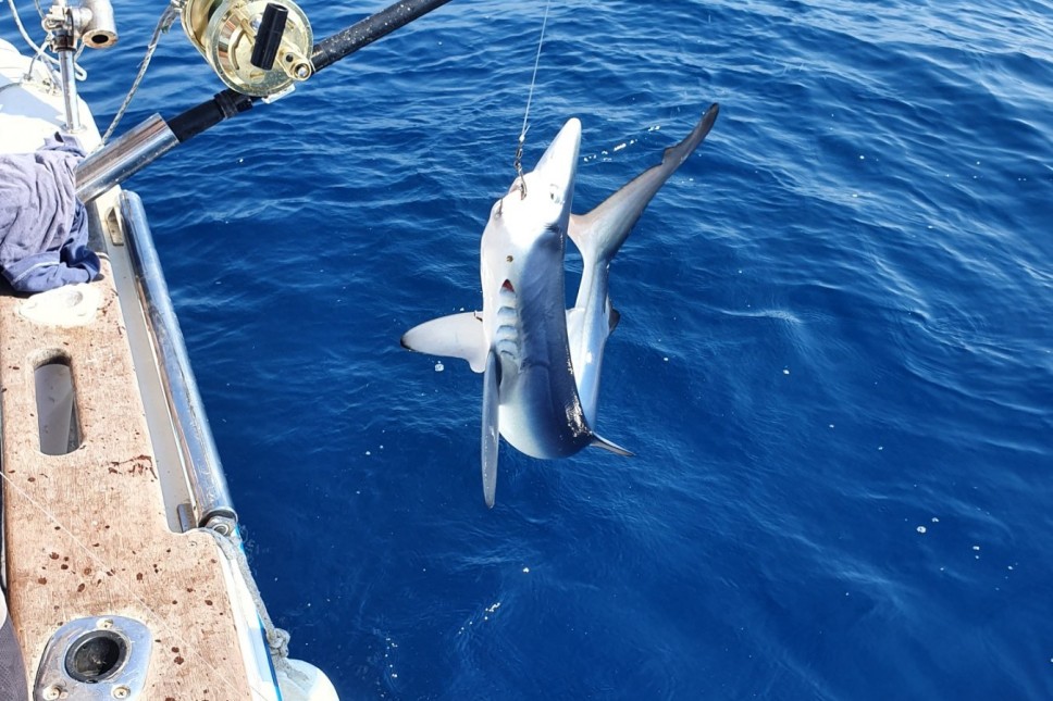 The presence of blue sharks in our waters is most common during spring