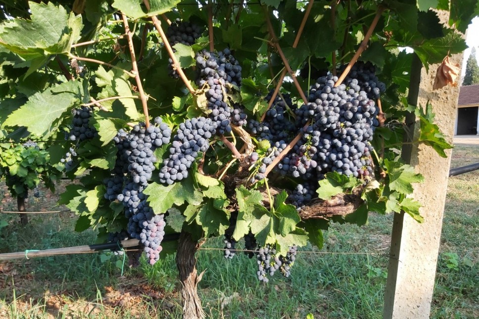 Biotehnical Faculty: Grape harvest day 