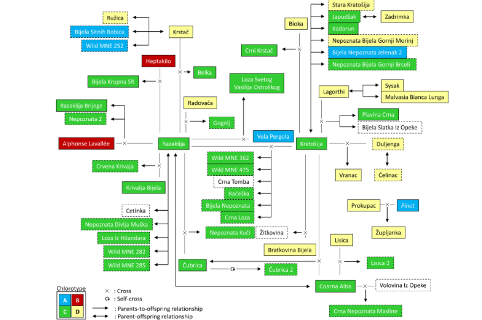 Support for the continuation of the Project Genetic Diversity of Grapevines in Montenegro