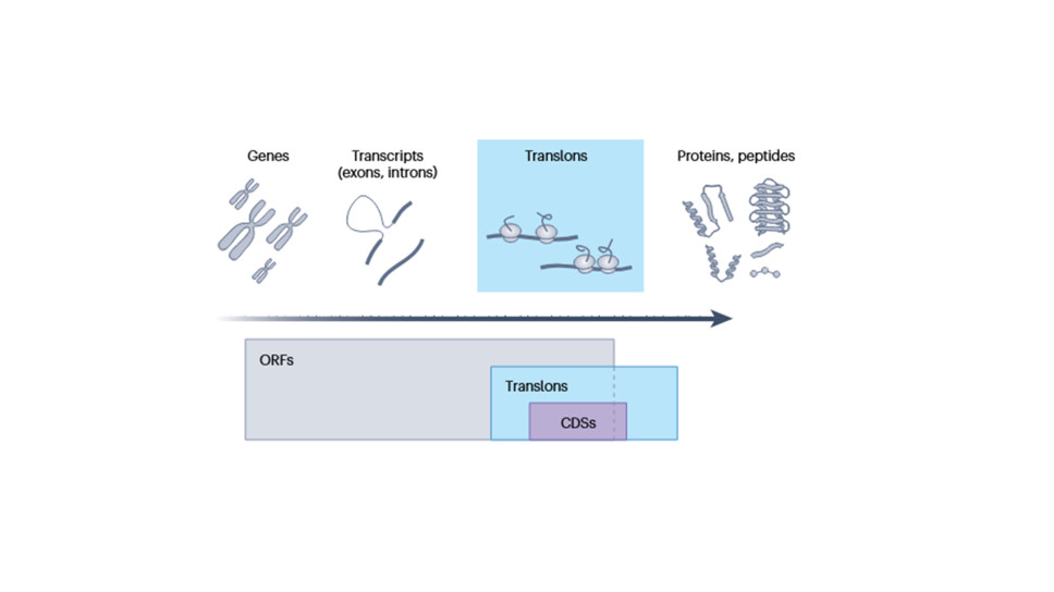 Publikacija u časopisu Nature Methods