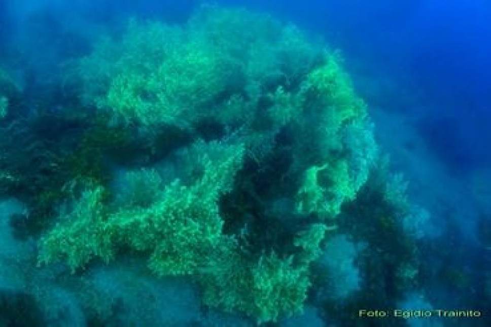 Morske životinjske šume- najveći biom na Zemlji