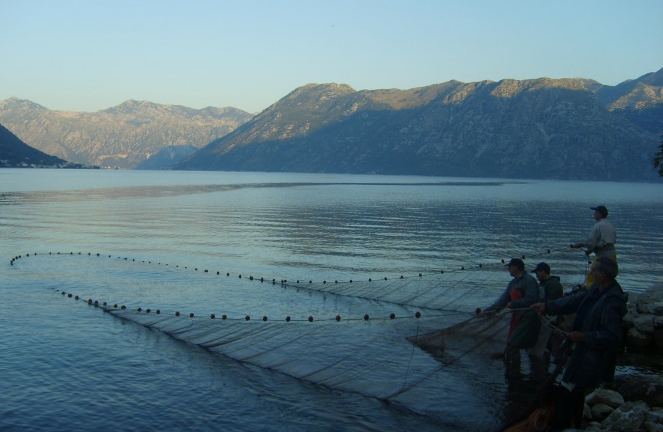 Naučnici Instituta za biologiju mora u saradnji sa ribarima daju impuls razvoju ribarstva u Crnoj Gori